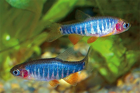 Regnbue-dværgdanio (Danio erythromicron)